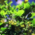 Berberis vulgaris subsp. vulgaris